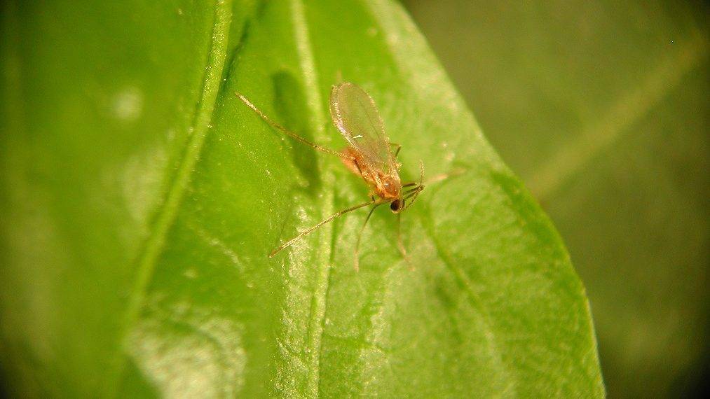 AphidolAdult7|white-cabbage-2747316_960_720